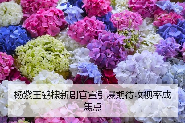 杨紫王鹤棣新剧官宣引爆期待收视率成焦点